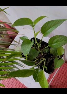 Evergreen Money Plant🪴& pot