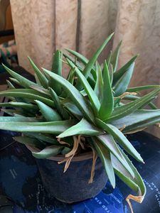 green Aloe variegated