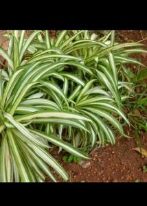 spider plant