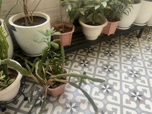 Unique Prickly Pear Cactus Plant