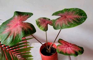 Caladium Alocasia Plant🌵&amp; Pot