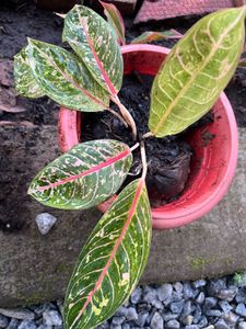 Aglaonema same Plant selling