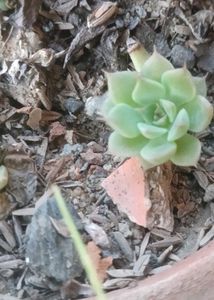 combo of 7 Beautiful Succulent Plant