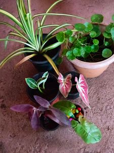 Thai Caladium And Mix Varieties Of Plants