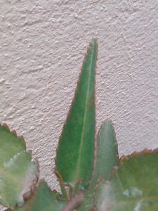 Kalanchoe Plant