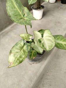 Healthy &amp; Beautiful Syngonium Plants