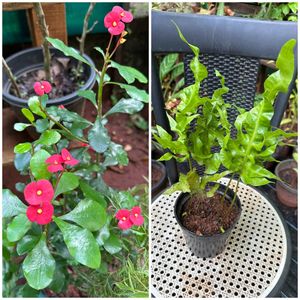20 Live Root Plants