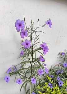 Purple flower seed