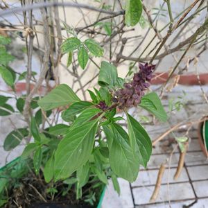 BEST SELLER 🔥🔥Aromatic Thai Basil Seeds