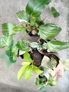 Indoor Plant Collection Combo Offer