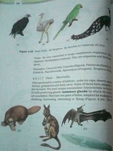 Biology Textbook for Class XI