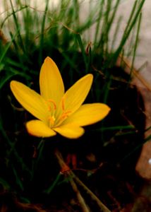 Vibrant Yellow Lily Flower sheeds