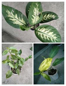 Assorted Plants Bundle