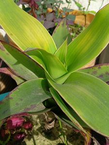 Basket Live Plant
