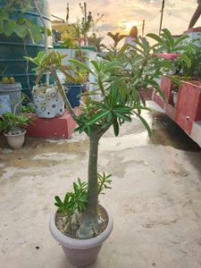 Adenium (Unique Desert Rose Plant)