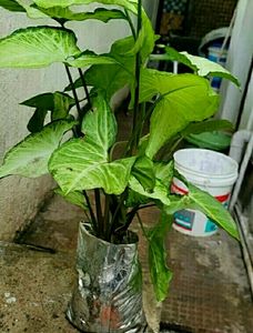 Nephthytis (Syngonium)Plants 🌵