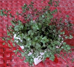 Turtle Vine Plants &amp; Pot