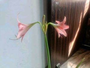 Amaryllis lily bulb