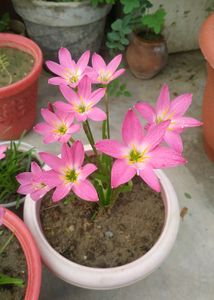 3 Lilly Combo (White,pink, Amaryllis lily)