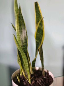snake plant