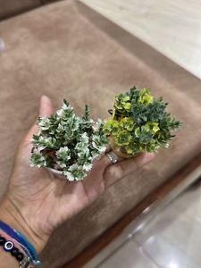 Pack Of 2 Planters Fridge Magnet