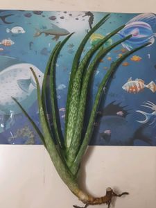 Aloe Vera Pant