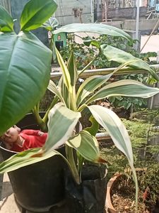 Variegated Bamboo Plant