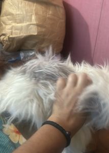 Old English sheepdog poodle plush