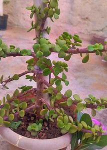 Jade Plant Air Purifier