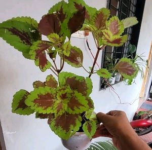 Set 2 Arrowhead &amp; Coleus Plants &amp; Pot