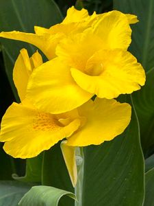 1️⃣Canna Lilie 🏵️