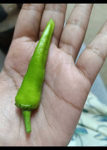 Chilli Plants10