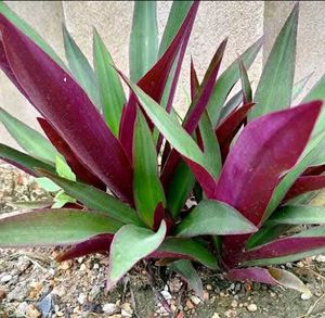Rhoeo Plant