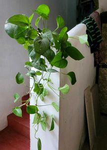 Set 2 Money &amp; Dieffenbachla Segulne Plants