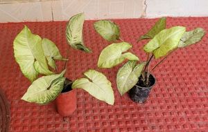 Pack 2 Arrowhead Plants &amp; Pot