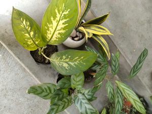 ndoor Plant Collection Set offers