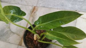 Philodendron golden calkins Plant