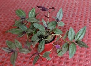 Tradescantia zebrina Plant &amp; Pot