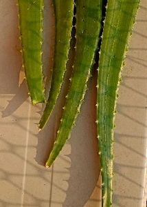 Aloevera