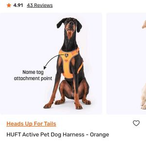 Dog Harness