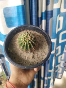 Price Drop -Cactus With Free Pot