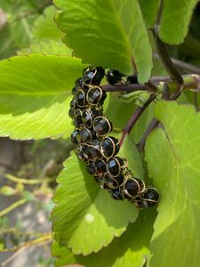 Elegant Black Beaded Bracelet