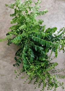 curry leaves plant