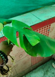 Monstera Deliciosa Plant