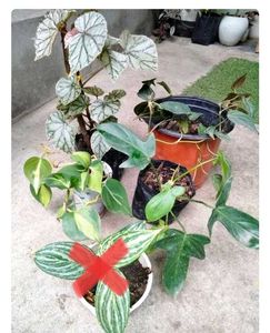 Philo, Pothos,Aglo N Begonia Combo Offer