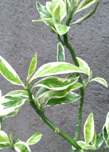 2 live plant with pot