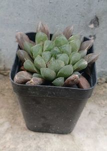 Cute Succulent Plant