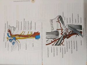 Cunningham's Anatomy Books (Set of 3)