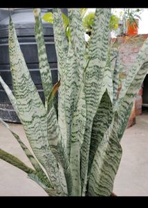 5 Plant with Rooted