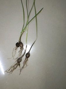 Brand New Piece Yellow Rain Lily Flowers Bulb